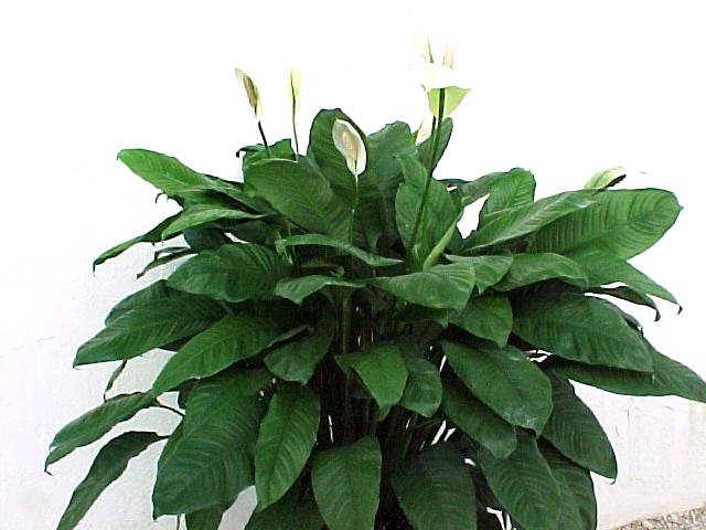 14-spathiphyllum-lynise.jpg