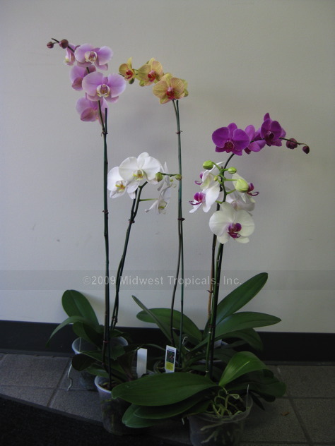 6 orchid asst..jpg